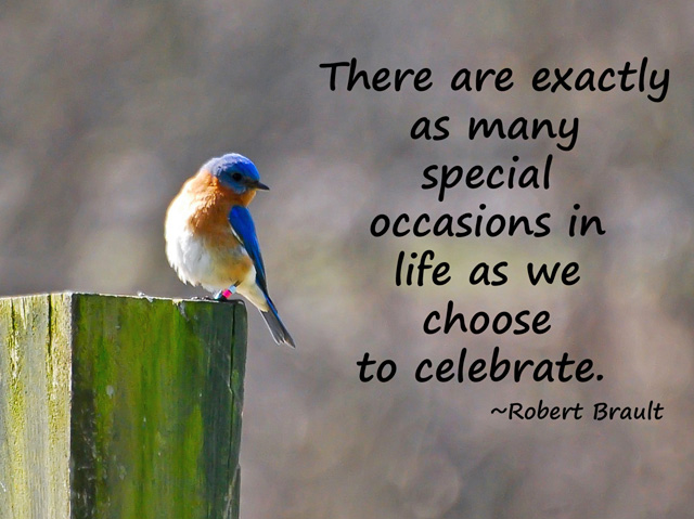 blue bird celebrate